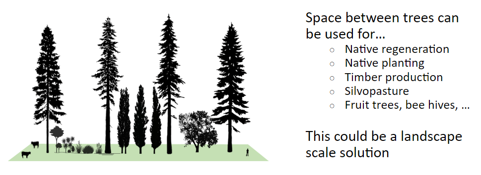 Illustration of sparsely planted tall trees with grazing, growing and other activities happening in the spaces between them